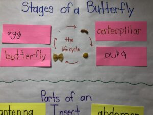 butterfly lifecycle classroom activity